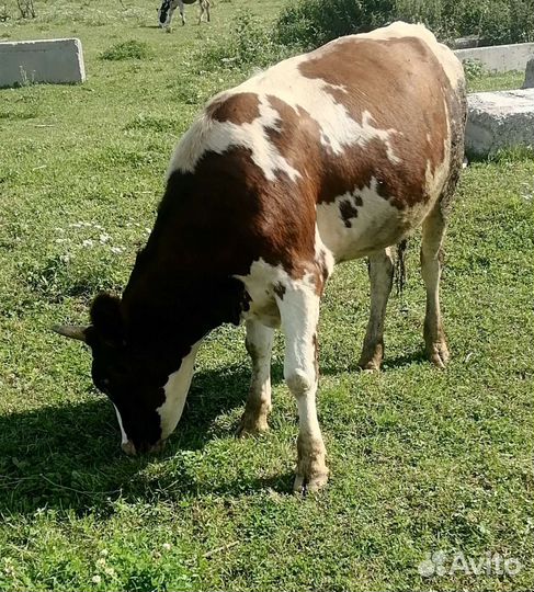 Телочка айширская