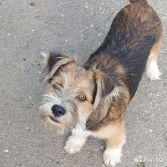 Терьер в дар
