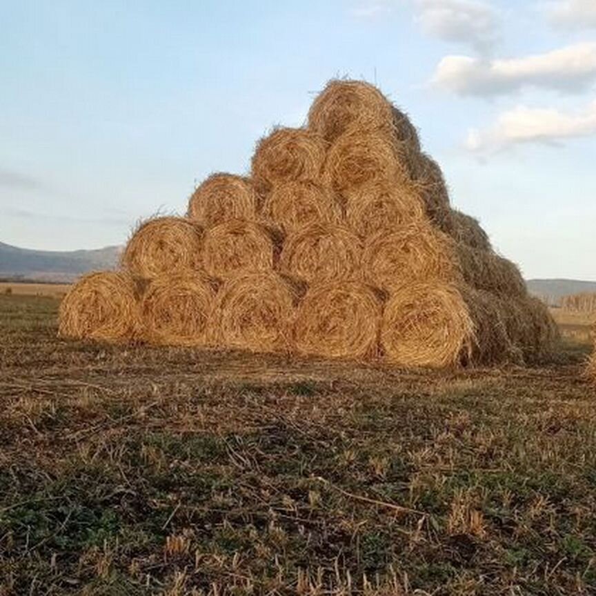 Продам сено в рулонах