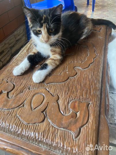 Кошки бесплатно