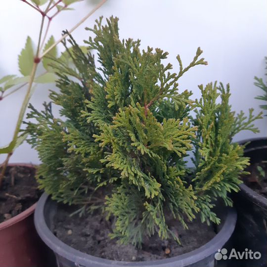 Туи,можжевельники,ель, кустарники