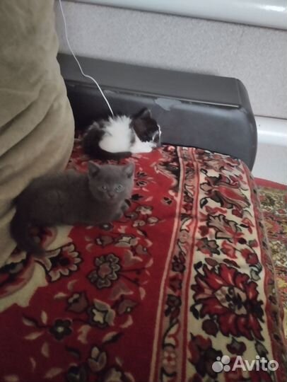 Кошки в добрые руки бесплатно