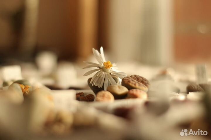 Семена Литопсов и др. Aизовых