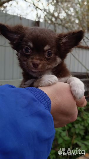 Шоколадный мальчик