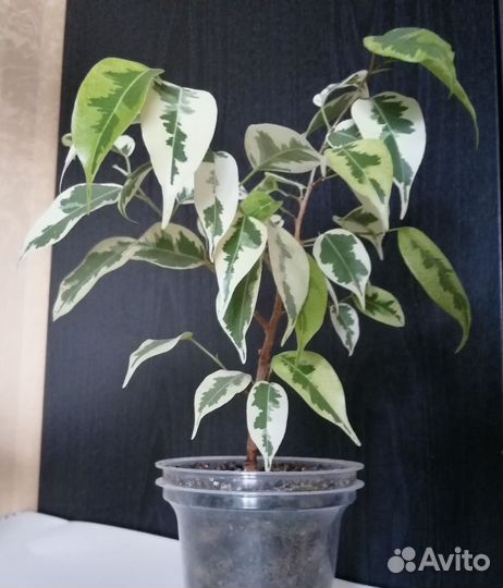 Сциндапсус пиктус фикус