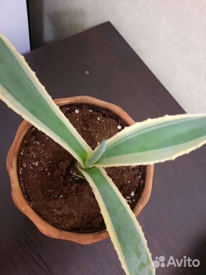 Кактус агава