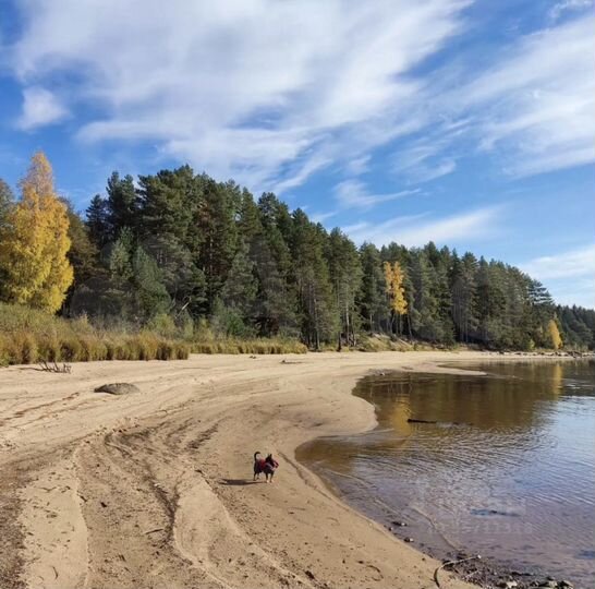 Участок 50 сот. (ИЖС)