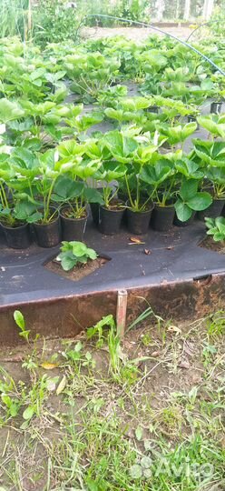 Рассада сортовой клубники