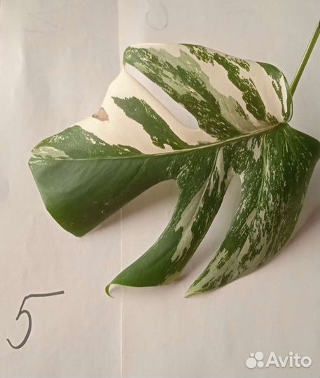 Монстера вариегатная альба