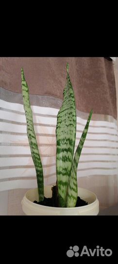 Сансевиерия