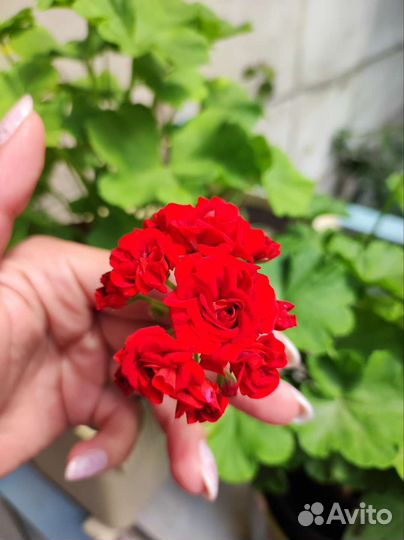 Пеларгония герань цветущая