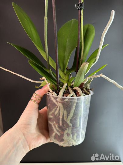 Орхидея фаленопсис Brownie бантик Брауни