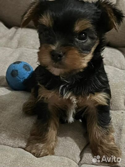 Йоркширский терьер щенки