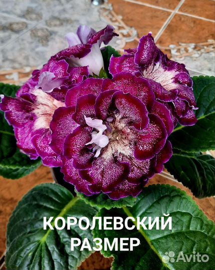 Глоксинии сортовые