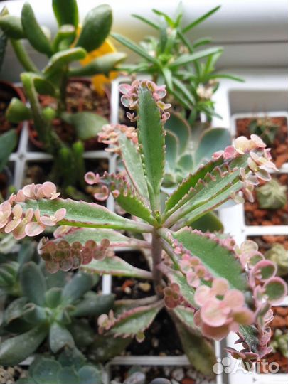 Суккуленты