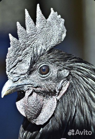 Цыплята ухейилюй