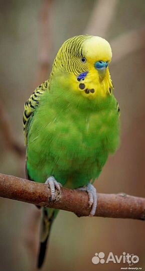 Волнистый попугай с клеткой