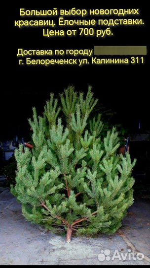 Оптом Живые Елки Сосны Лапник пихты новогодние