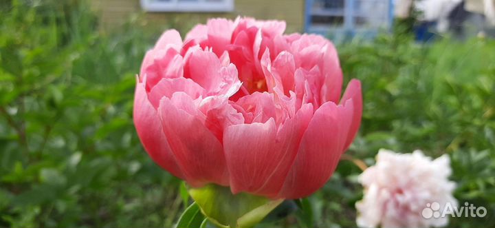 Пион Корал Шарм