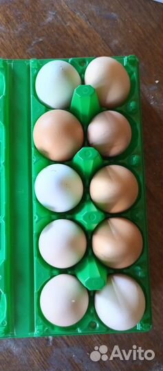 Домашние куриные яйца