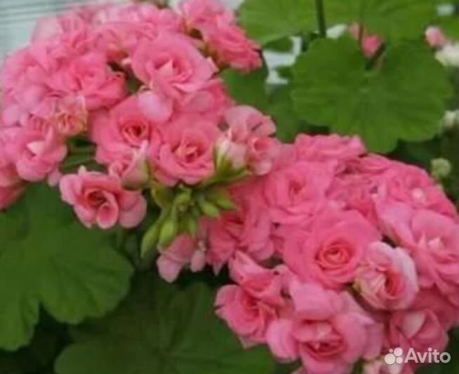 Пеларгония герань сортовая