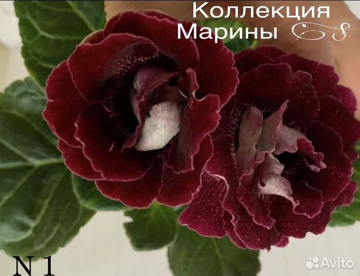 Укорененные листочки сортовых глоксиний