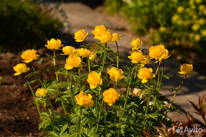 Купальница для Вашего сада