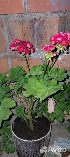 Пеларгония