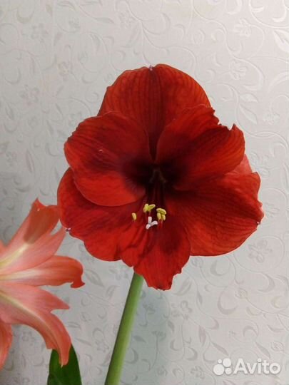 Амариллис