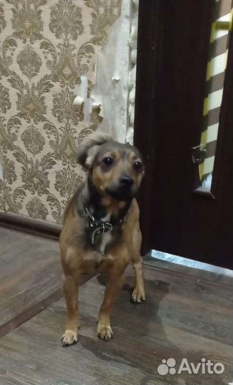 Маленькая собачка