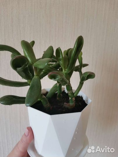 Толстянка. Крассула овата хоббит