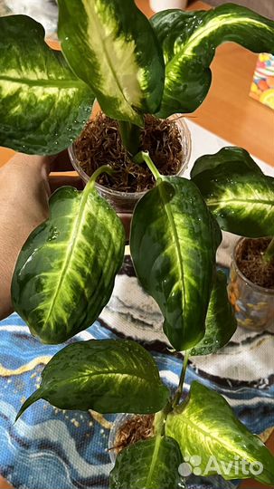 Диффенбахия Камилла