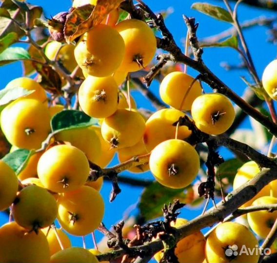 Яблоки редкие сорта. Семена
