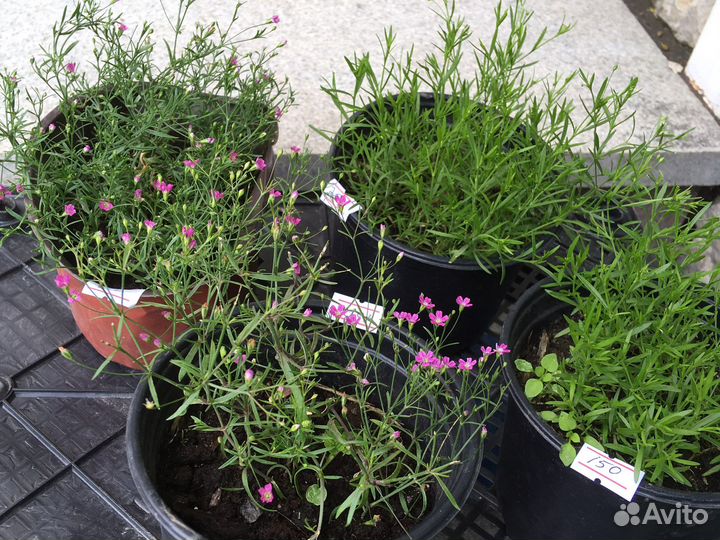 Растения для дома исада