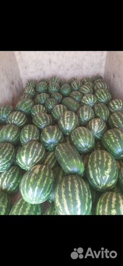 Арбуз оптом и дыня эфиопка, лада раймонд