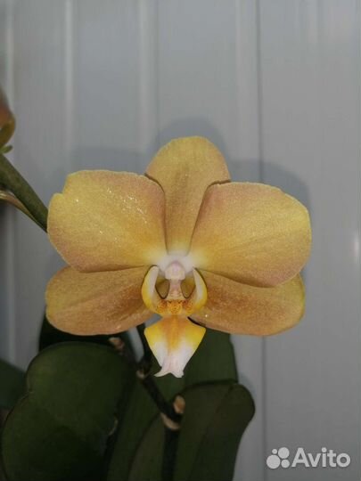 Орхидея фаленопсис Монако