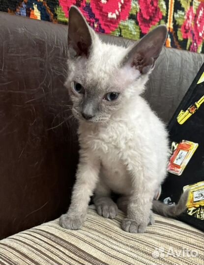Котик девон рекс