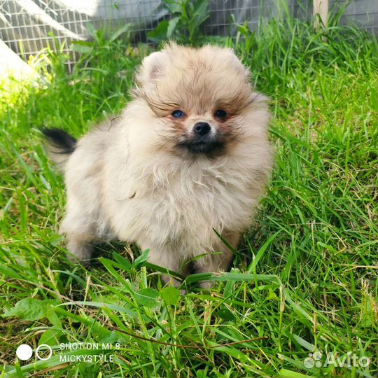 Щенки шпица