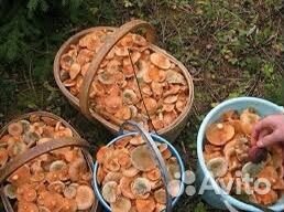 Рыжики соленые