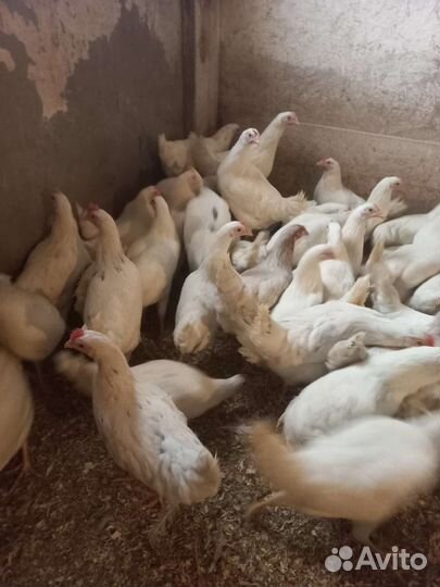 Курочки несушка (молодка 4мес.) порода Коралл