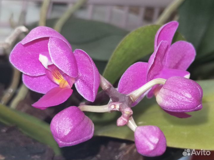 Орхидея мини-фаленопсис