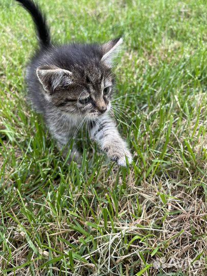 Котенок в добрые руки