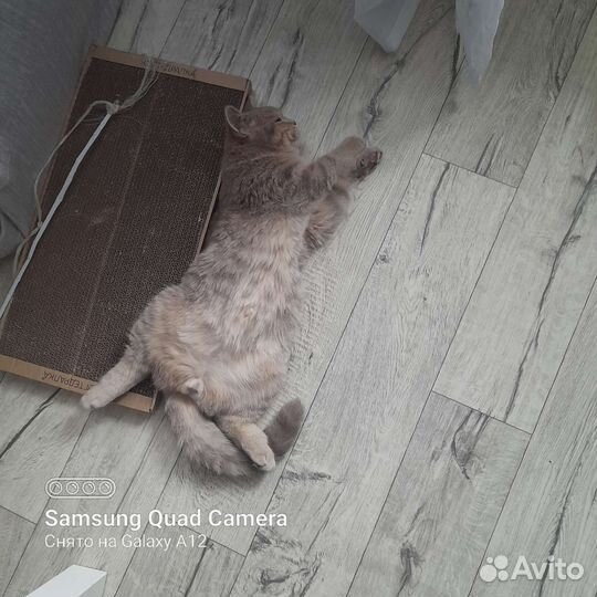 Шотландская