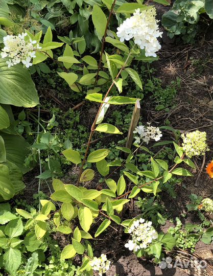 Гортензия метельчатая