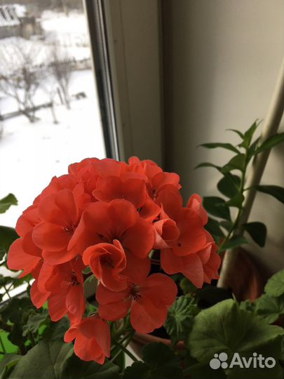 Пеларгония герань