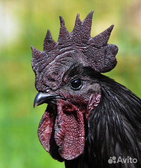 Ухейилюй молодые петухи