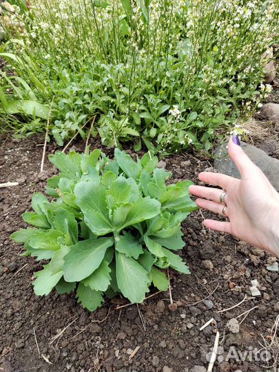 Очиток видный