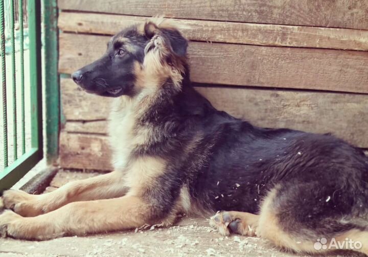 Собачка ищет дом (Шкипер)