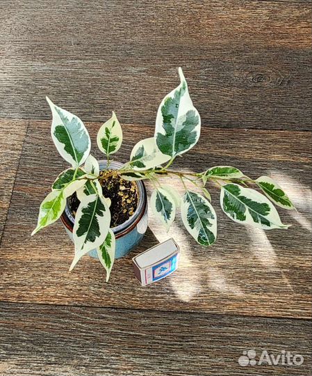 Бронь Фикус твилайт