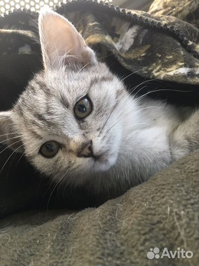 Белый британский котенок